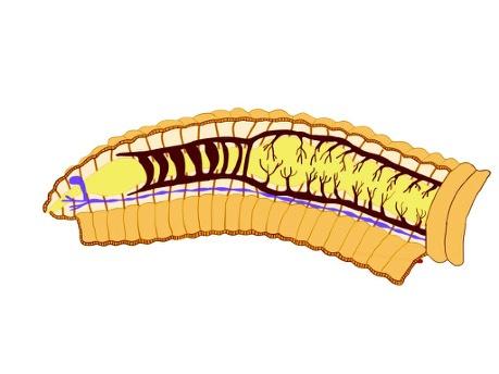 Anelídeos Estrutura Vasos transversais