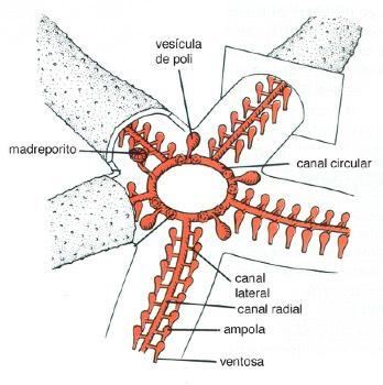 trocas gasosas e como órgão sensorial.