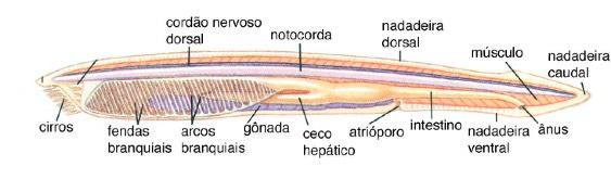 Subfilo Urochordata