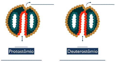 Protostômios e deuterostômios Os celomados são classificados