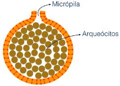 Quando o ambiente torna-se hostil, a esponja forma a gêmula que protege as células no seu interior.