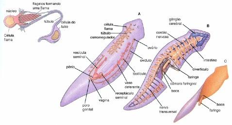 PLATELMINTOS Simetria Classe Trematoda