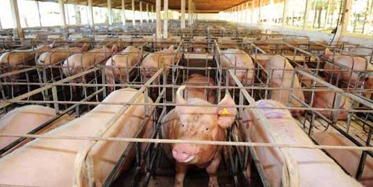 InfoCarne Nro 132 26 de Janeiro de 2018 EUA propõem mudanças em inspeção de unidades de processamento de suínos Empresas processadoras de carne suína nos Estados Unidos podem assumir um nível maior