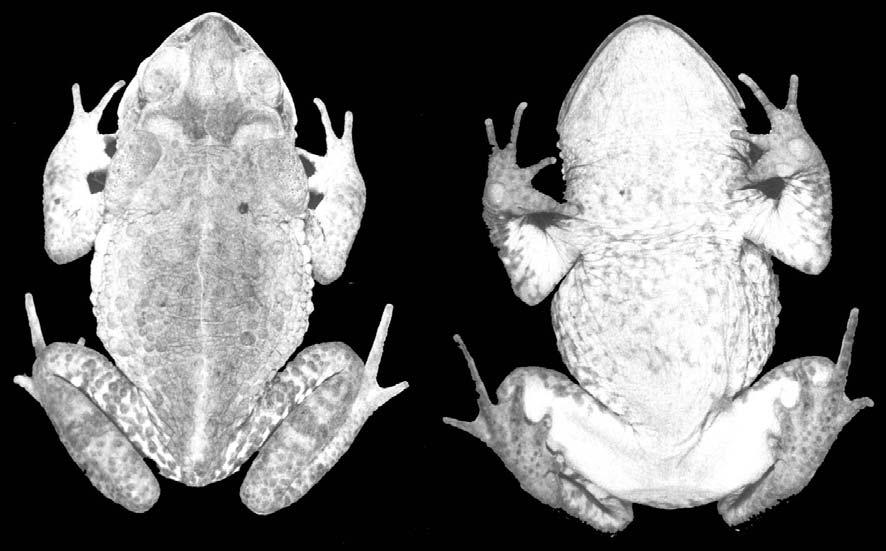 REVIEW OF THE BUFO CRUCIFER SPECIES GROUP, WITH DESCRIPTIONS OF TWO NEW RELATED SPECIES 259 ornatus, B. henseli, and B. abei sp.nov.