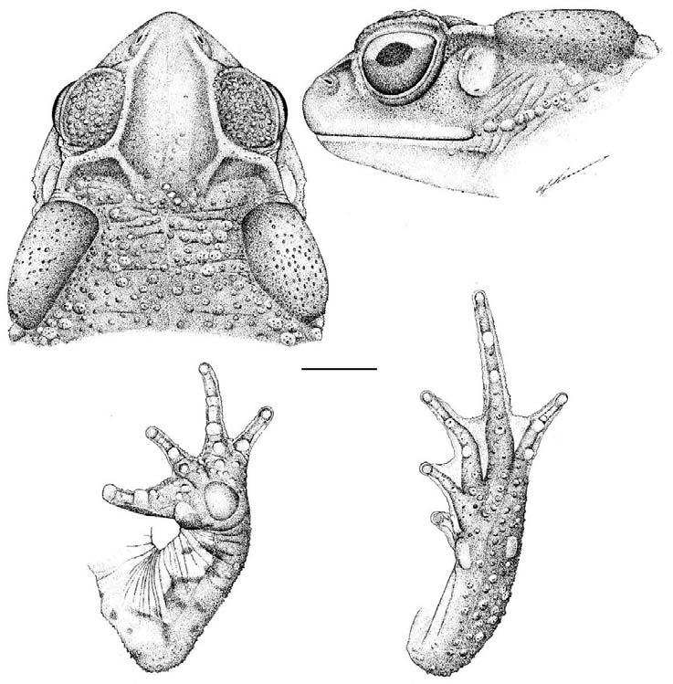 REVIEW OF THE BUFO CRUCIFER SPECIES GROUP, WITH DESCRIPTIONS OF TWO NEW RELATED SPECIES 261 2 3 10mm 4 5 Bufo crucifer Wied-Neuwied, 1821 (MNRJ 21919, adult hand; fig.5- foot. ): fig.