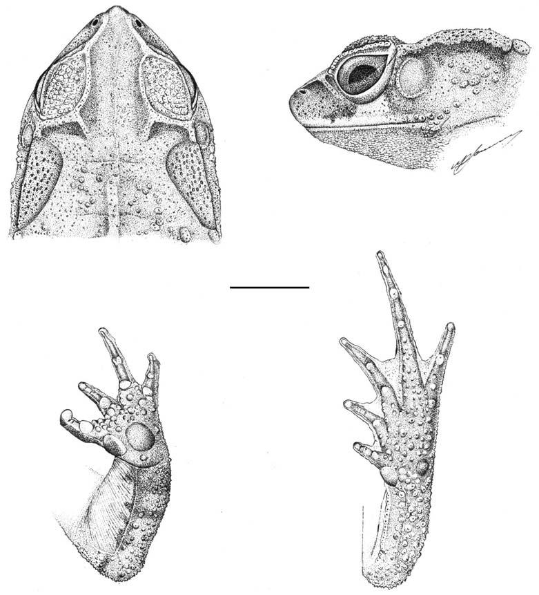 270 F.A.BALDISSERA JR., U.CARAMASCHI & C.F.B.HADDAD 18 19 10mm 20 21 Bufo abei sp.nov., holotype (MNRJ 24963, adult hand; fig.21- foot. ): fig.18- dorsal view of head; fig.
