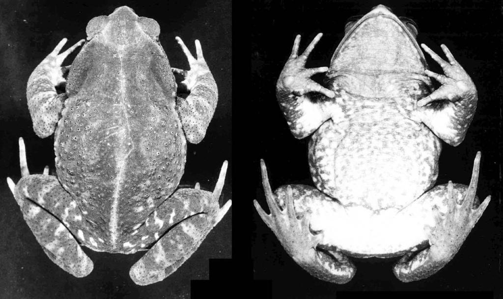 272 F.A.BALDISSERA JR., U.CARAMASCHI & C.F.B.HADDAD Remarks Based on external morphology, A.LUTZ (1934) considered that B. scaber could be a transitional form between B. ornatus and B.