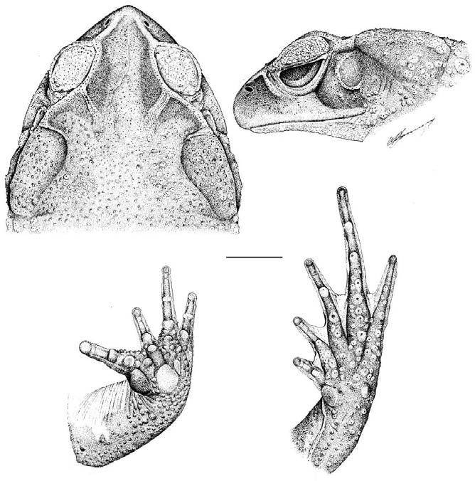 REVIEW OF THE BUFO CRUCIFER SPECIES GROUP, WITH DESCRIPTIONS OF TWO NEW RELATED SPECIES 275 B. levicristatus should be removed from the synonymy of any species of the B.