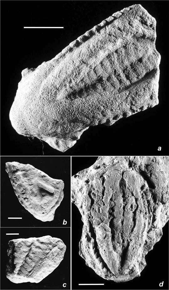 288 L.M.S.A.CORRÊA, S.AGOSTINHO, A.C.S.FERNANDES & P.M.VIEIRA Fig.4- Rusophycus polonica (Seilacher, 1970), MN 5524-I: (a) exemplar a; (b) exemplar b; (c) exemplar c; (d) exemplar d. Escalas = 1cm.