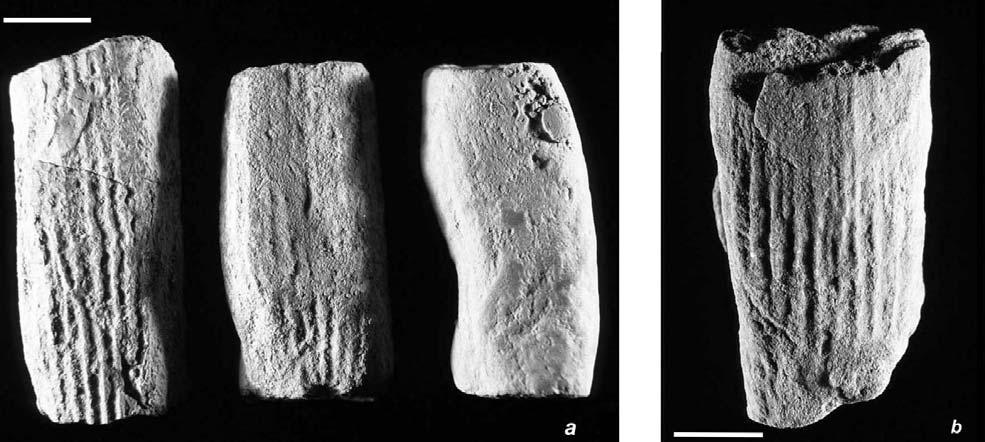 ICNOFÓSSEIS DA FORMAÇÃO PIMENTEIRA (DEVONIANO DA BACIA DO PARNAÍBA), MIRANORTE, TOCANTINS, BRASIL 289 Desta forma, as escavações possuem comprimento entre 21,6mm e 94,4mm, que não representa a real