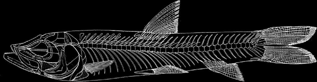 It is probably associated with shrimp assemblage since in some individuals there are faint imprints of shrimps in the region corresponding to the digestive tract.