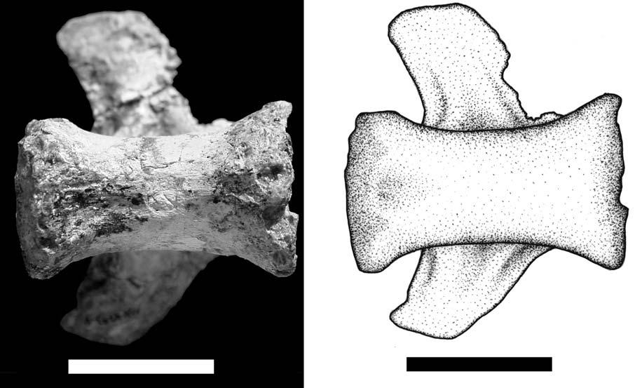 THEROPOD VERTEBRAE FROM THE SANTANA FORMATION 315 separated by the groove of interspinous ligament.