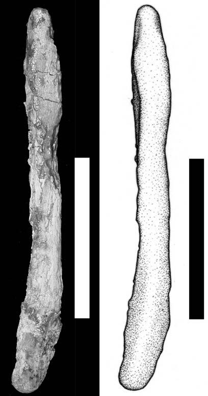 316 J.S.BITTENCOURT & A.W.A.KELLNER 12 13 14 15 MN 4743-V: fig.12- photograph of the posteriormost preserved chevron in lateral view; fig.13- drawing of the caudal vertebra 6 in posterior view; fig.