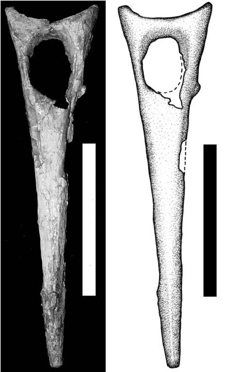 published theropod phylogenies, most agree in dividing the Theropoda into the following clades: Ceratosauria (including the Abelisauria), Spinosauroidea, Allosauroidea, and Coelurosauria (including