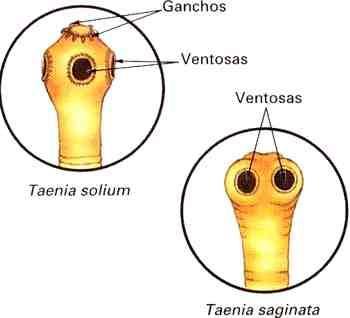 Classe CESTODA Taenia Taenia solium [2 a 3 m de