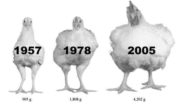 História da Avicultura