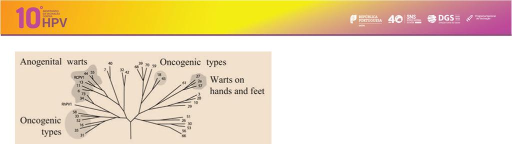 40,42,43,44,54,61,72,81,89 Verrugas genitais Transmissão