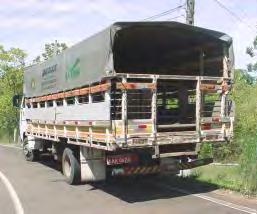 reposição do cachaço com 3 meses de antecedência Transporte do cachaço» Passar por jejum de 3 horas antes do carregamento»