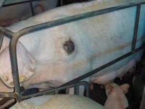 DE PALETA» Porcas fracas com frequência desenvolvem