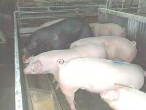 Baias coletivas Vantagens:» As porcas se excitam mais rápido
