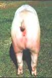 Maior dificuldade para controlar ração das porcas gordas»