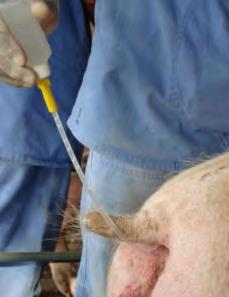 » Dentro de duas horas e meia pósinseminação foi observado refluxo de sêmen em todas as porcas, em média, com volume de 55 ml e 25% dos espermatozoides;» De uma maneira geral o refluxo de sêmen após