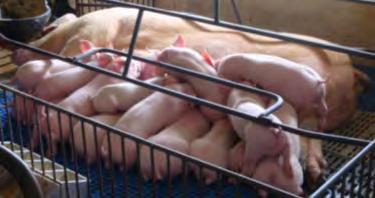 Tempo de inseminação, e o comportamento da porca:» As porcas que permaneceram calmas durante a