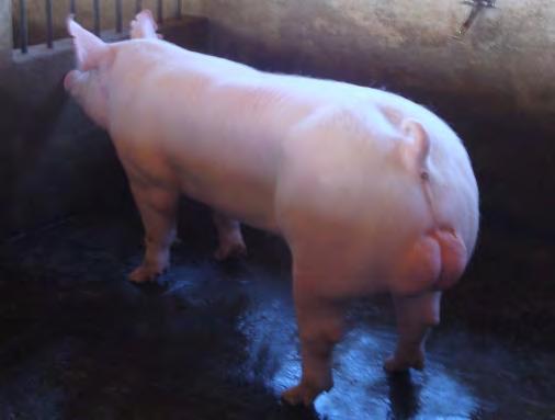 Potencial genético da linhagem CARACTERÍSTICAS VALORES Idade aos 115 kg de peso vivo 163 dias GPD do nascer aos 115 kg 696 g CA dos 30 aos 115 kg 2,19 ET no lombo 9,8 mm Carne na carcaça aos 115 kg