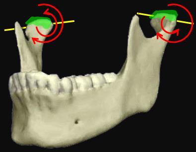 Movimentos da mandíbula