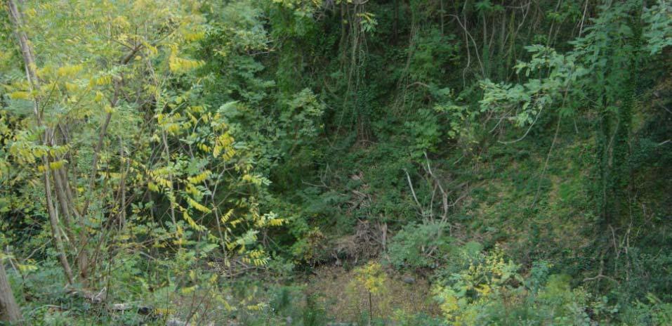 Os problemas da sementeira da GVV2 são os mesmos detectados na GVV1. Os limites e as zonas logo abaixo dos troncos horizontais são as que mais sofrem com a ausência do estrato vegetal herbáceo. 4.5.3.