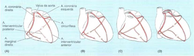 20 coronária (Fig.2C), em outras as artérias originam-se do lado direito (Fig.2D) e apenas 4% das pessoas possuem uma artéria coronária acessória.