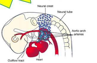 As células da crista neural são essenciais para a septação