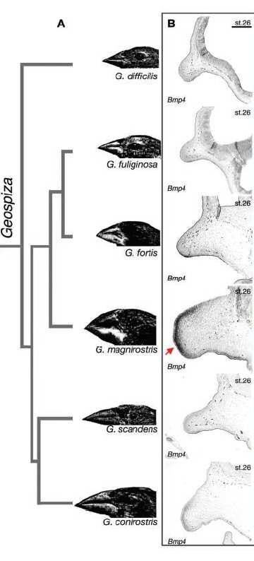 MAIOR O BICO. O QUE OCORRE COM OS PÁSSAROS DE DARWIN?