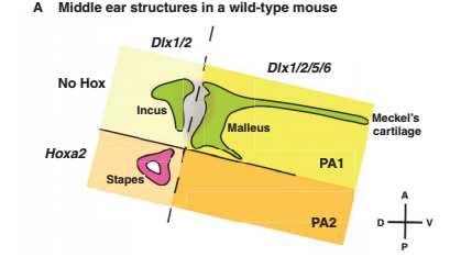O surgimento dos ossículos do ouvido médio a partir do primeiro