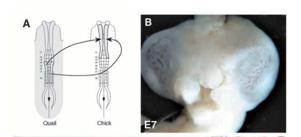 Crista cefálica removida e retransplantada com crista truncal A CRISTA NEURAL TRUNCAL E CEFÁLICA NÃO SÃO EQUIVALENTES. PORQUÊ? Development 2002 Sep;129(18):4301-13.