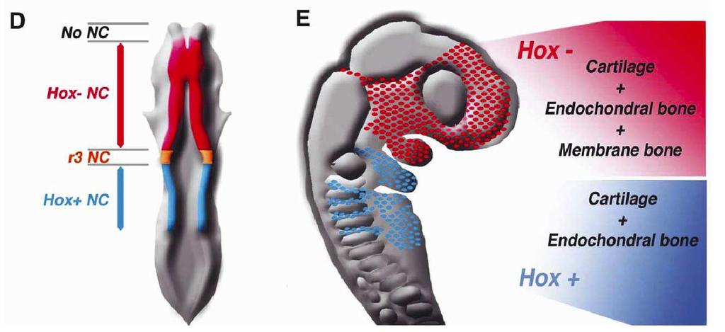 genes Hox Odontoblasto Cartilagem orofacial Nadadeiras dorsais; ventre do casco de tartarugas Músculo liso da circulação branquial Tecido conjuntivo craniofacial Nervos cranianos Células endócrinas