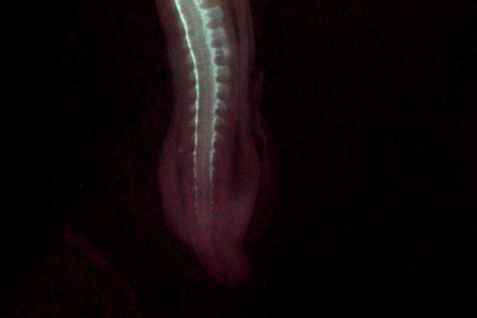 região dorsal do tubo