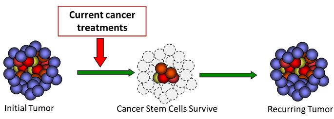 Cancer stem cells: