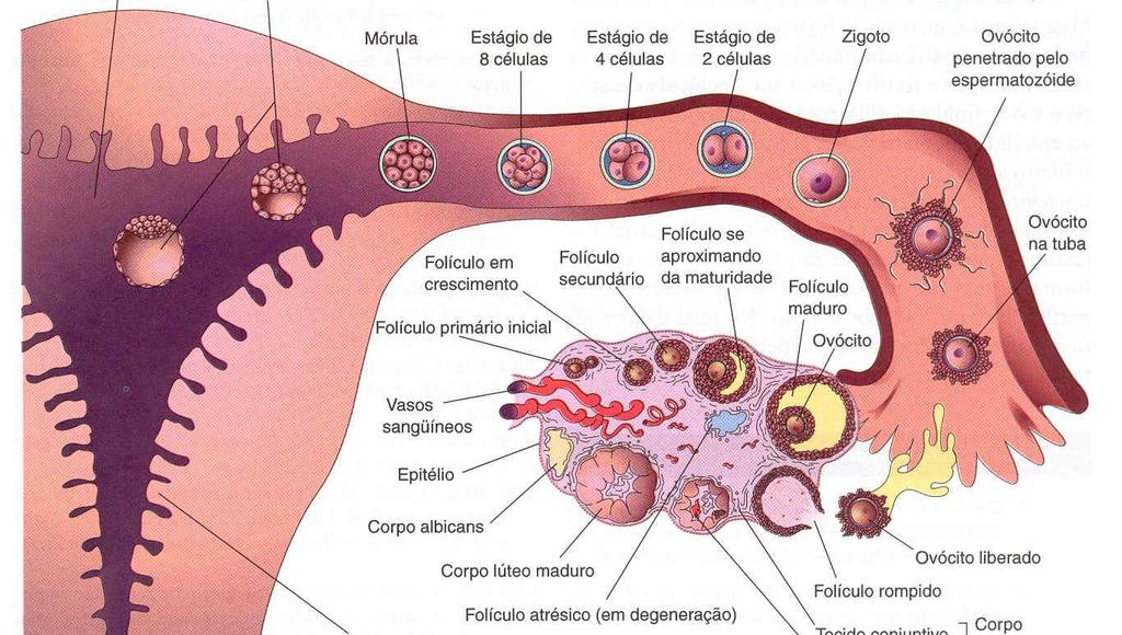 SISTEMA