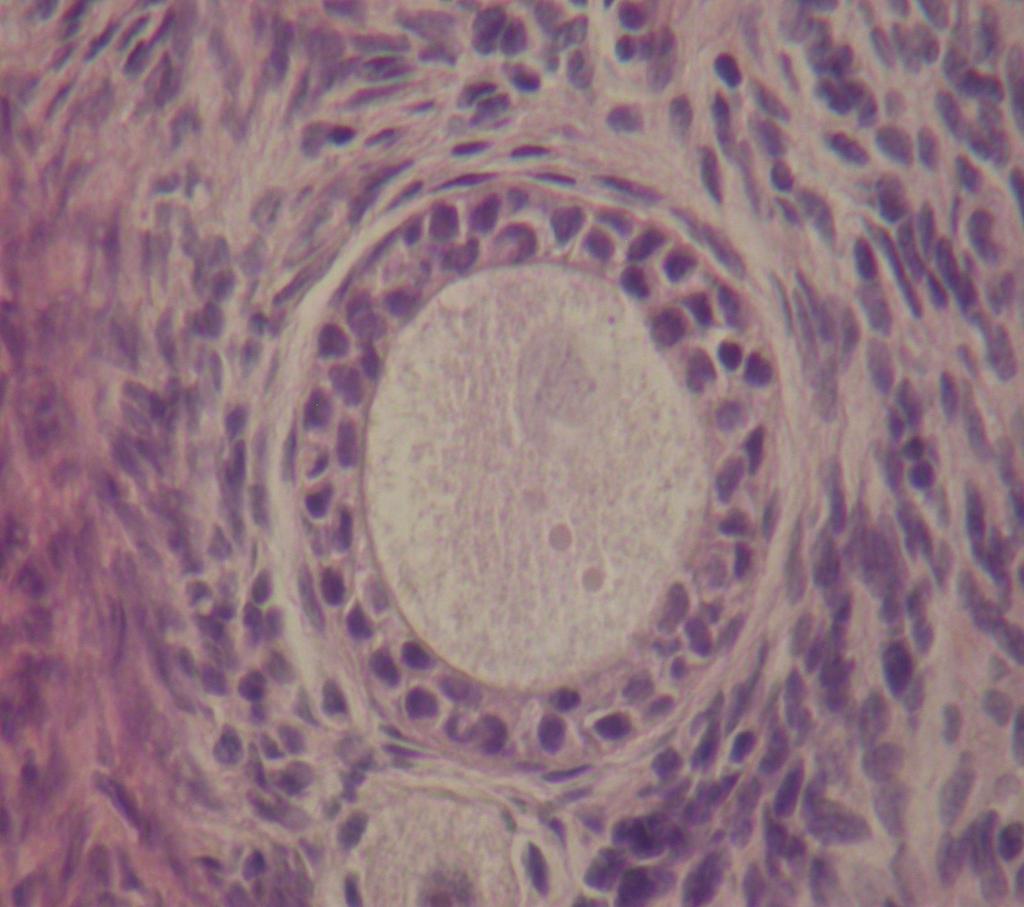 FOLICULOGÊNESE Folículo Primário Multilaminar (Fol.