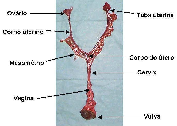 SISTEMA