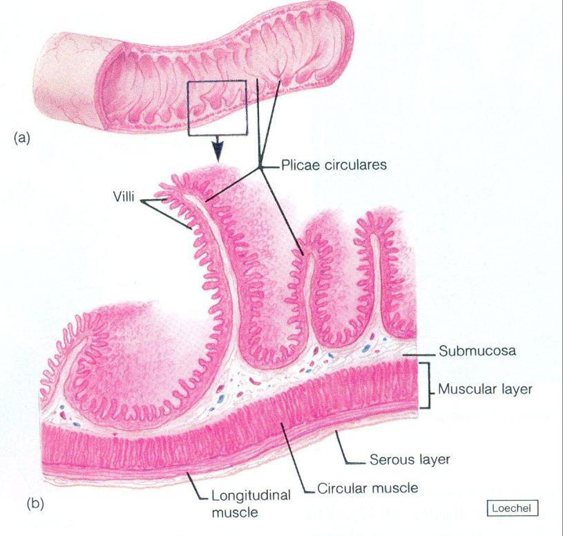 Parede do intestino delgado Parede do intestino delgado possui dobras chamadas pregas