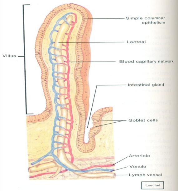 Cada vilosidade consiste de uma única camada de células epiteliais e em seu