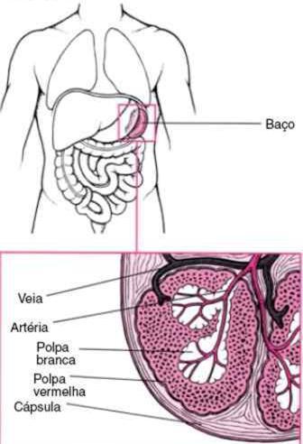 Baço Maior massa individual de tecido linfático no corpo, medindo ~12cm de comprimento; Localizado na região hipocôndrica