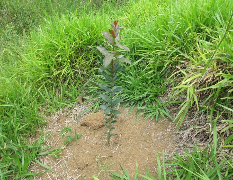 Descrição: Muda plantada pelo projeto Município: Gonçalves Bairro: Córrego da