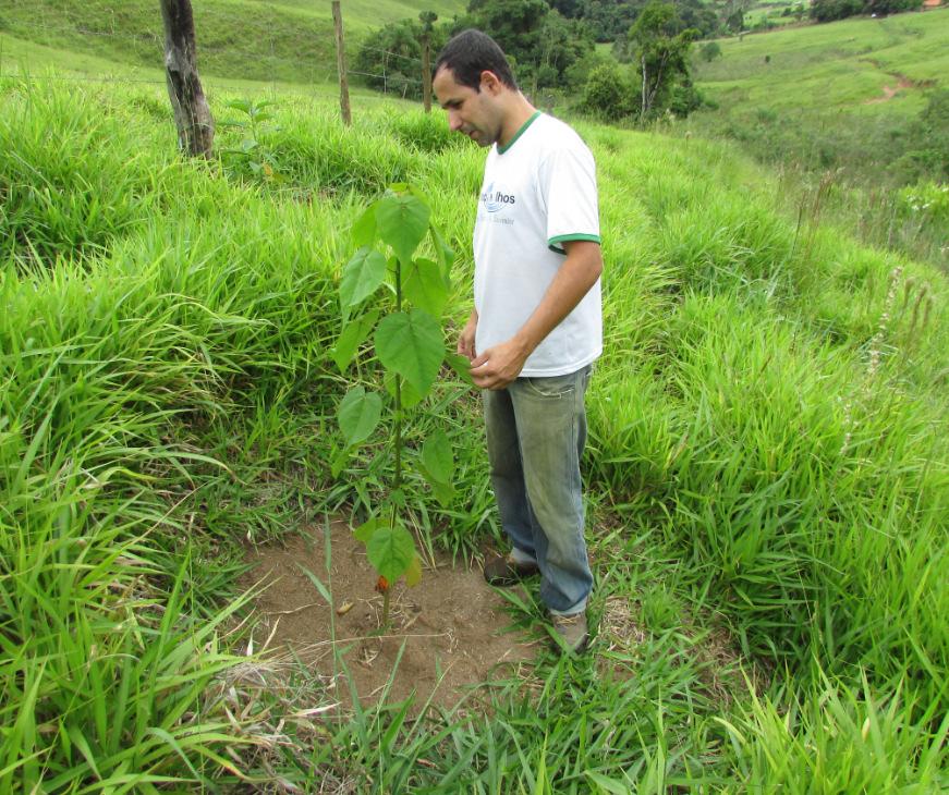 Banhado Descrição: Muda plantada pelo projeto Município: Brazópolis Bairro: