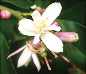 Citros: do plantio à colheita 31 a b c d Figura 4 - Flor estaminada de limoeiro (Citrus limon), com as pétalas púrpuras do lado externo