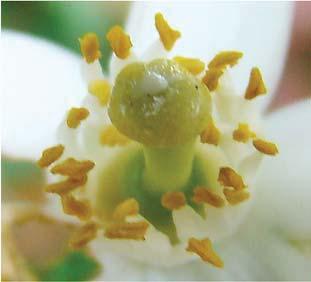 O flavedo (Figura 5a) é glabro em todas as espécies cítricas, com exceção dos frutos de Poncirus trifoliata, que são pubescentes.