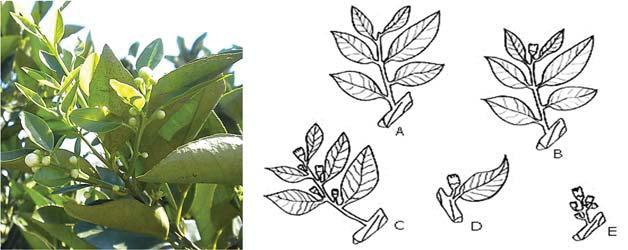 Citros: do plantio à colheita 37 a b 1 2 3 4 5 Figura 6 - Laranjeira durante a brotação de primavera, emitindo ramos reprodutivos (ramos com flores) e ramos apenas vegetativos (a); Tipos de brotação