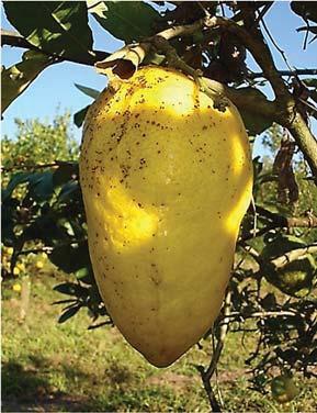 76 Siqueira e Salomão q Cidra Figura 21 - Classificação agronômica dos citros: Laranja-de-umbigo (a); laranja-sanguínea (b); laranja de baixa acidez (c); laranja-comum (d); laranja-azeda (e);